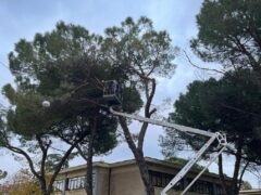 Interventi sugli alberi a Jesi