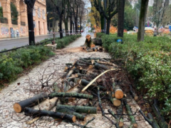 Albero caduto in piazza Cavour ad Ancona