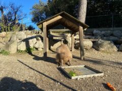 Carlos il capibara allo zoo di Falconara