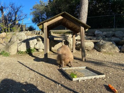 Carlos il capibara allo zoo di Falconara
