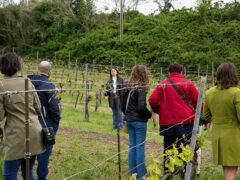 Il Calice Racconta - Visite in cantina