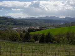 Il Calice Racconta - Visite in cantina