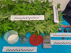 Cannabis sequestrata ad Ancona