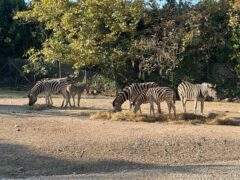 Zebre al Parco Zoo di Falconara