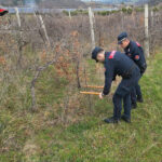 Carabinieri Forestali: perquisizioni per presunte truffe nel settore vitivinicolo