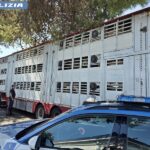 Camion di ovini fermato dalla Polizia Stradale