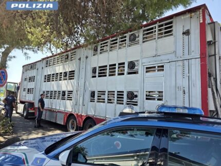 Camion di ovini fermato dalla Polizia Stradale