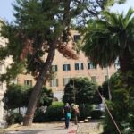 Albero da abbattere ad Ancona