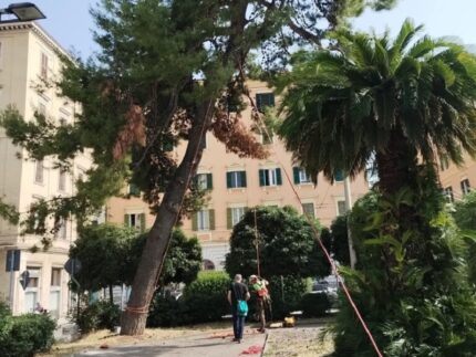 Albero da abbattere ad Ancona