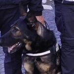 Cane antidroga Billy