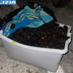 Ricci di mare sequestrati ad Ancona