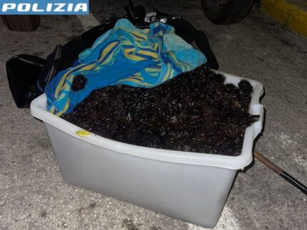 Ricci di mare sequestrati ad Ancona