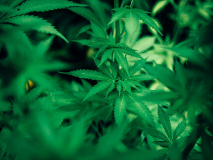 Pianta cannabis