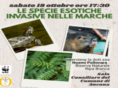 Incontro pubblico ad Ancona sull'impatto delle specie invasive