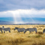 Zebre in Africa