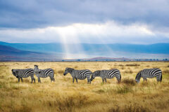 Zebre in Africa