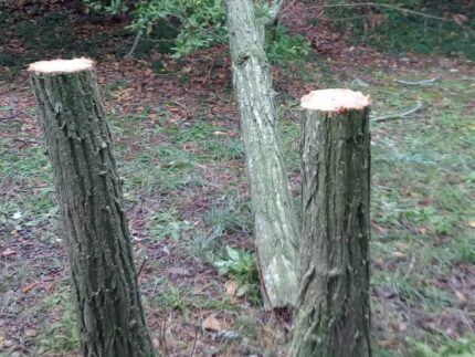 Alberi abbattuti al parco del Cardeto ad Ancona