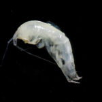 Il 'gamberetto' Niphargus ictus