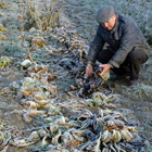 Danni agricoli causati da neve