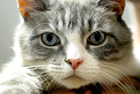 Gatto