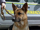 Cane poliziotto della Guardia di Finanza