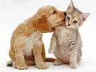Animali: cani e gatti