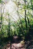 La Selva di Castelfidardo