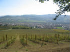 Panorama di Moie con i caratteristici vigneti