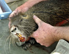 Esemplare di nutria