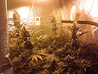 La serra in abitazione a Castelfidardo per la produzione illegale di marijuana