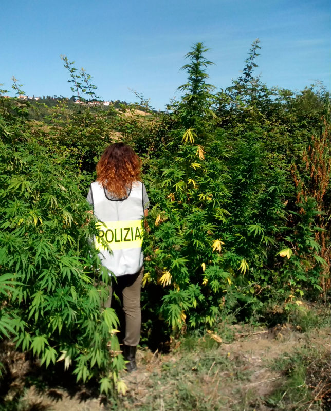 Il sequestro di marijuana e materiali effettuati dalla Polizia di Osimo