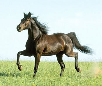 Cavallo