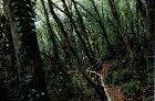 Selva di Gallignano