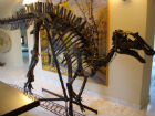 Dinosauro