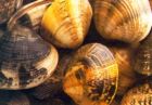 Vongole