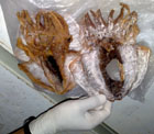 Pesce