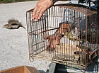 Uno degli esemplari di fauna protetta liberati dalla Polizia provinciale