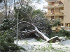 Emergenza neve: crollano tetti e alberi