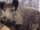 cinghiale