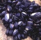 Cozze