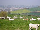 Fattoria didattica Arca Felice a Jesi