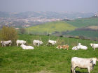 Azienda agraria “Arcafelice”
