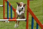 Agility dog