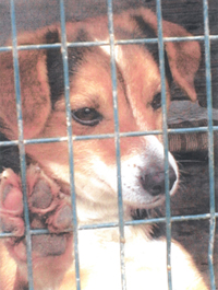 Cane in gabbia