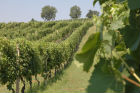 Prodotti vitivinicoli marchigiani