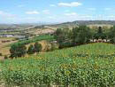 Paesaggio delle Marche