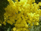 Mimose