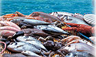Pesce