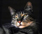 Gatto