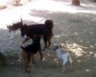 Cani